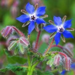 fiori-di-borragine