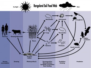 thesoilfoodweb2