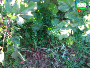 02Manuale roverella.net.037