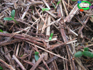 02Manuale roverella.net.038